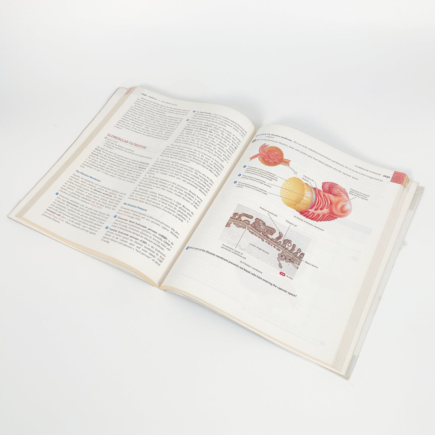 Principles Of Anatomy And Physiology by Gerard J. Tortora - Volume 2