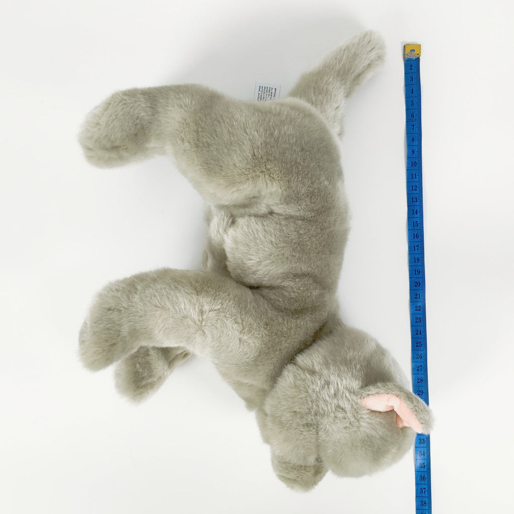 Spca - British Shorthair Cat Blue