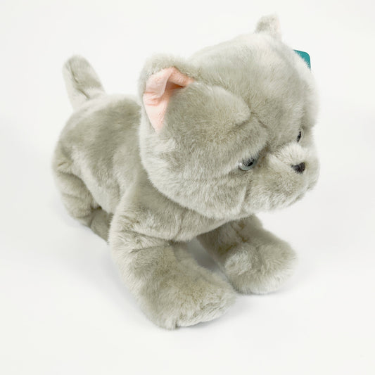 Spca - British Shorthair Cat Blue