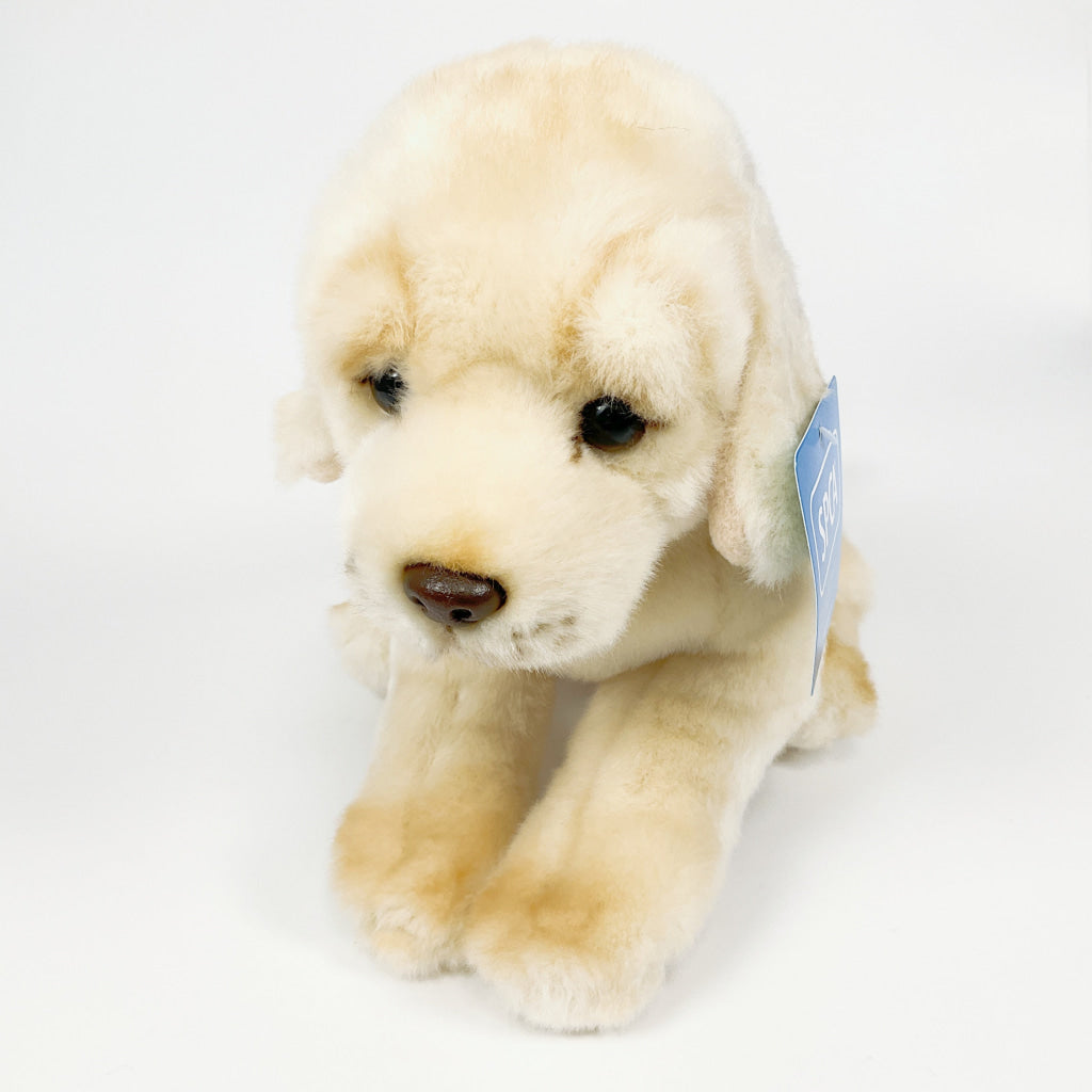 Spca - Golden Retriever Dog