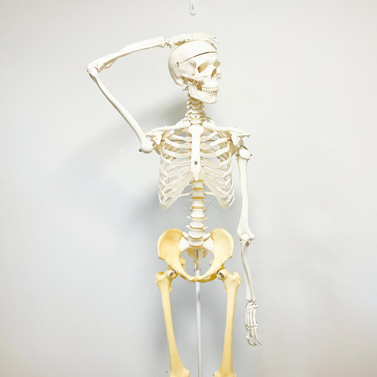 High-Quality Full-Size Human Skeleton Model