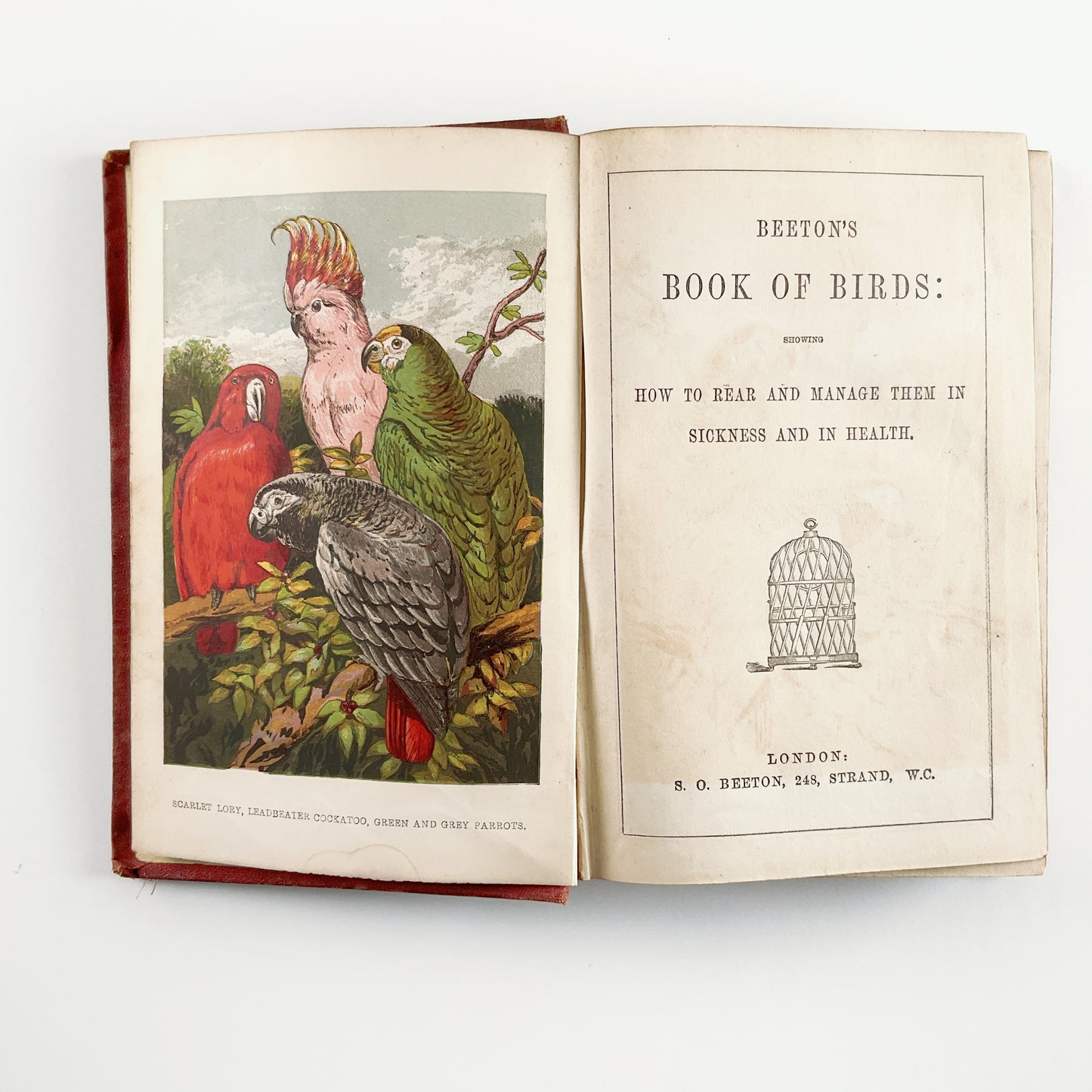 First Edition: Beeton's Book of Birds