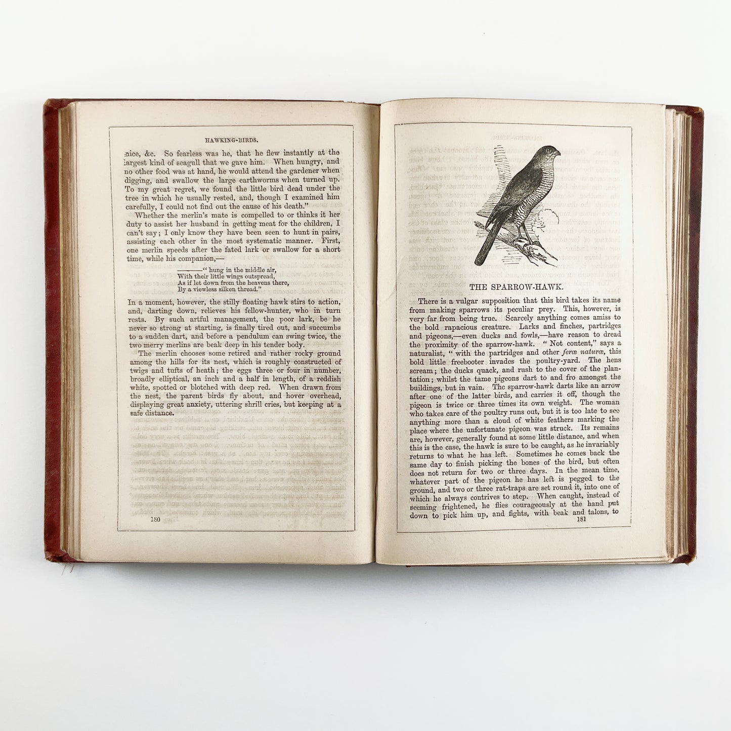 First Edition: Beeton's Book of Birds