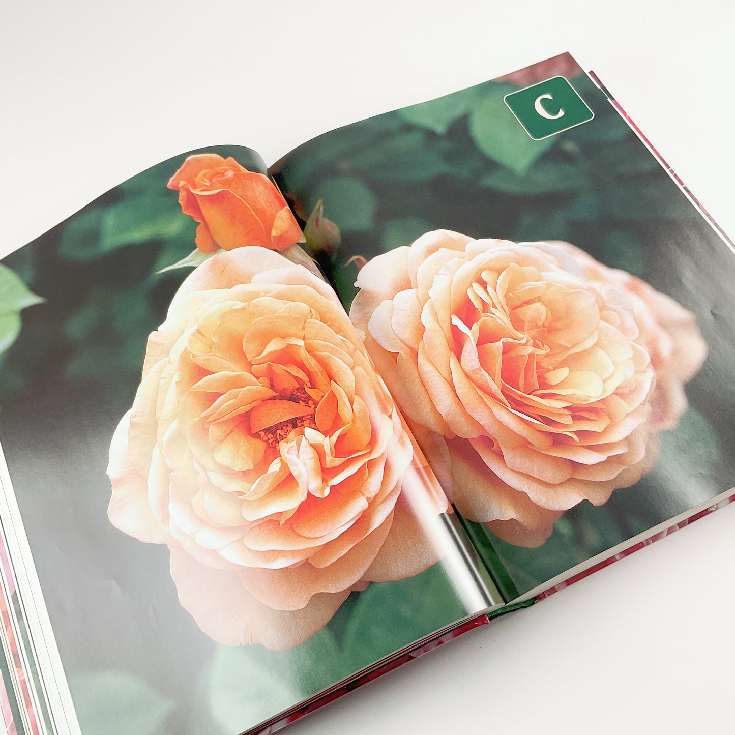 Botanica's Roses - The Encyclopedia of Roses