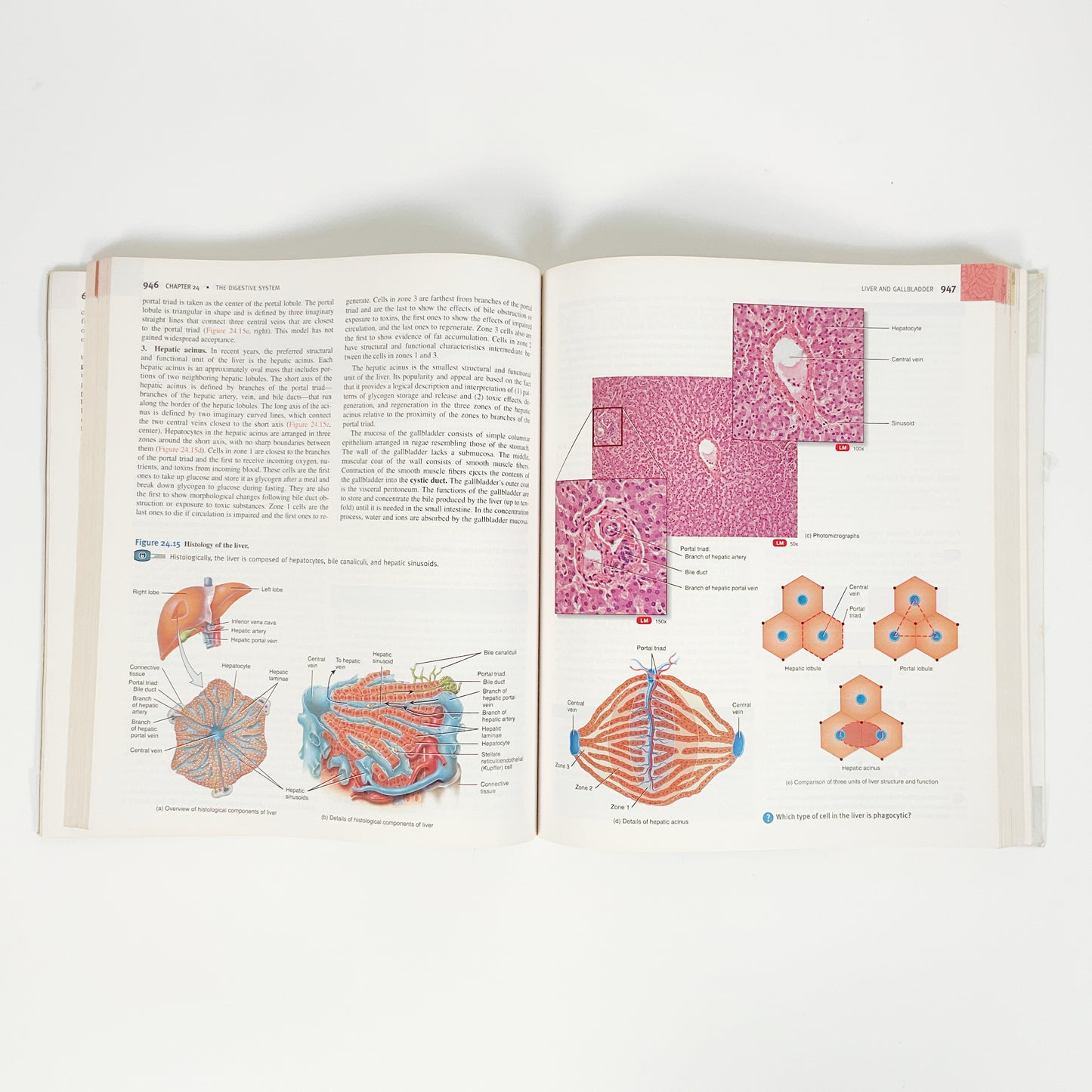 Principles Of Anatomy And Physiology by Gerard J. Tortora - Volume 2