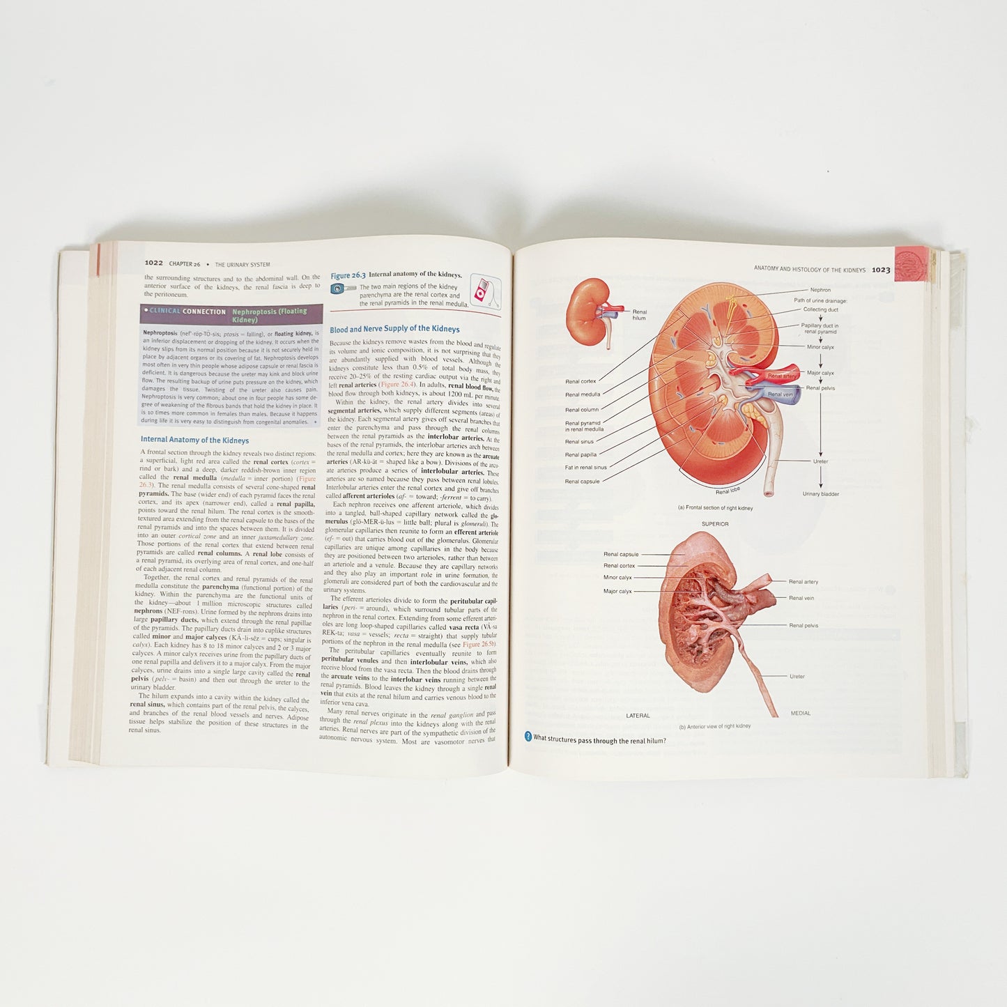 Principles Of Anatomy And Physiology by Gerard J. Tortora - Volume 2