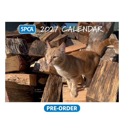 PRE-ORDER: SPCA 2027 Calendar – Cats