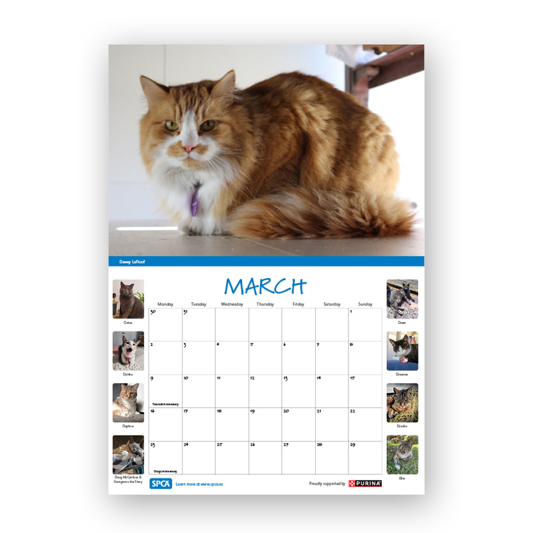 SPCA 2026 Calendar – Cats