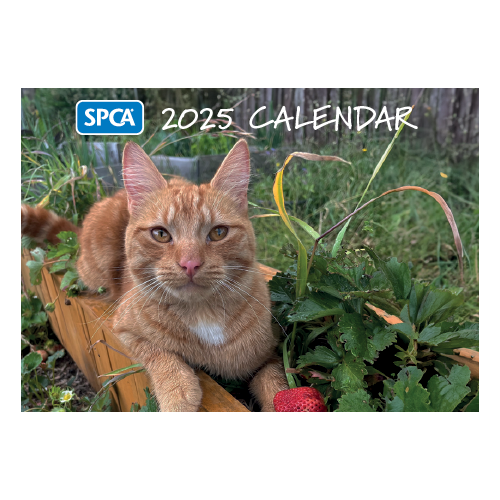 SPCA 2025 Calendars - Cats