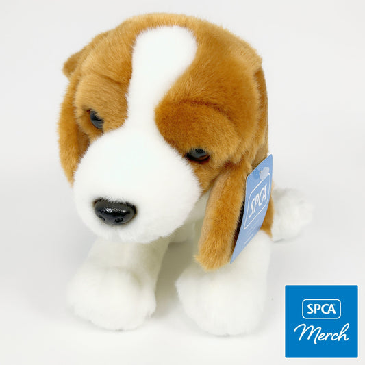 Spca - Beagle Dog