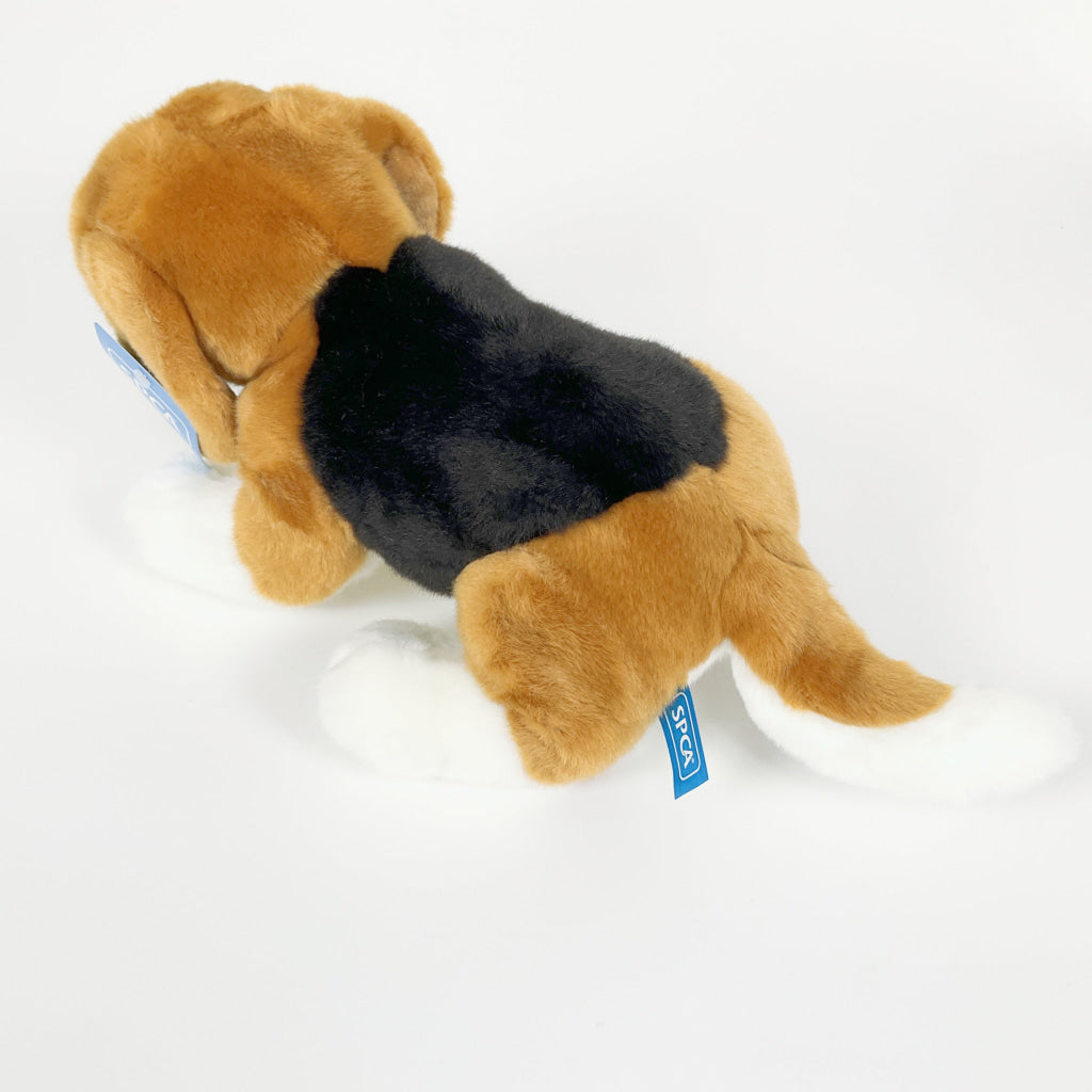 Spca - Beagle Dog
