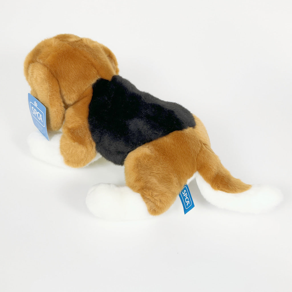 Spca - Beagle Dog