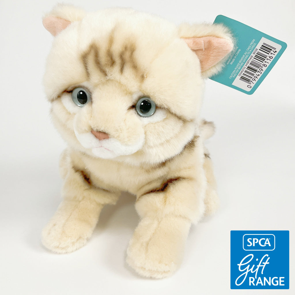Spca - Domestic Shorthair Cat Beige