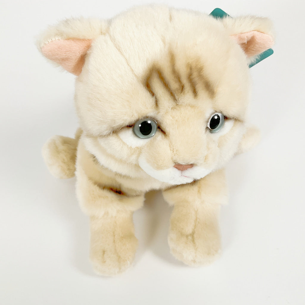 Spca - Domestic Shorthair Cat Beige