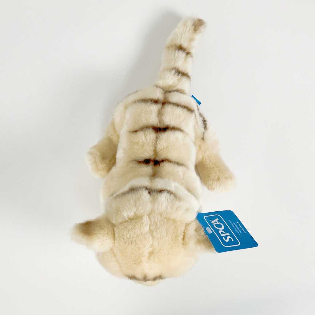 Spca - Domestic Shorthair Cat Beige