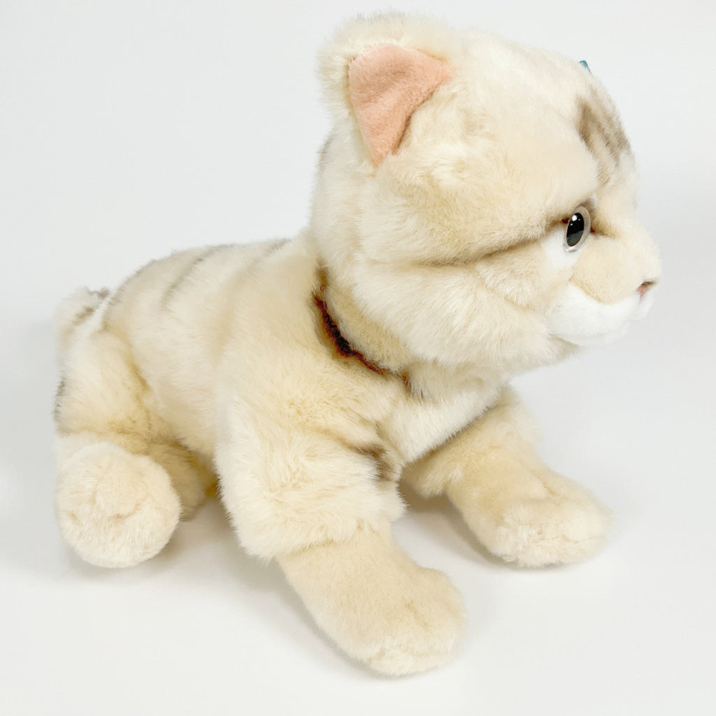 Spca - Domestic Shorthair Cat Beige