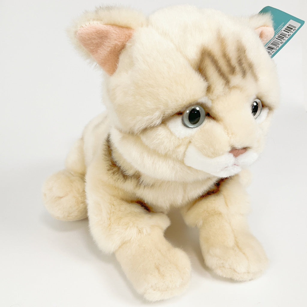 Spca - Domestic Shorthair Cat Beige