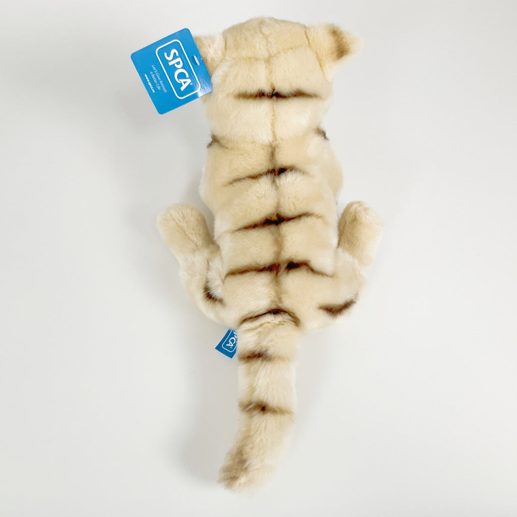 Spca - Domestic Shorthair Cat Beige