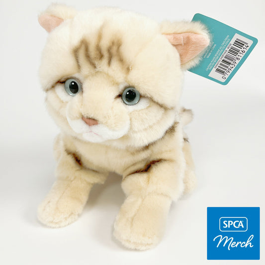 Spca - Domestic Shorthair Cat Beige
