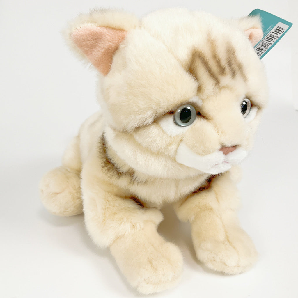 Spca - Domestic Shorthair Cat Beige