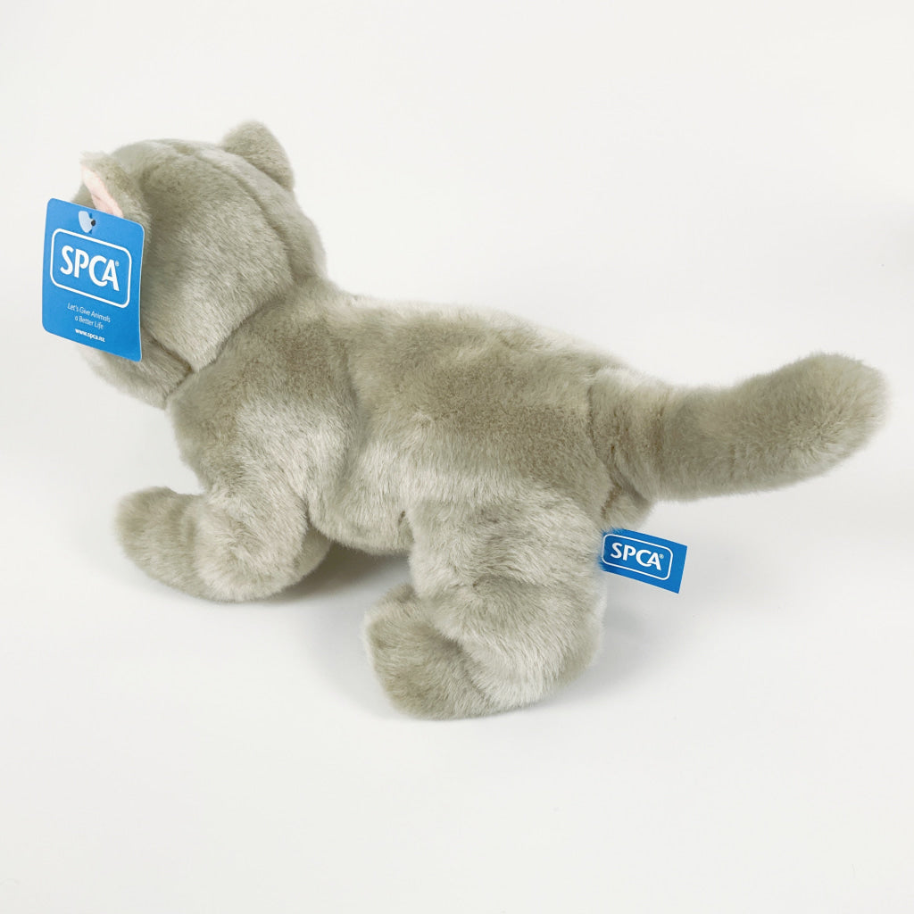 Spca - British Shorthair Cat Blue