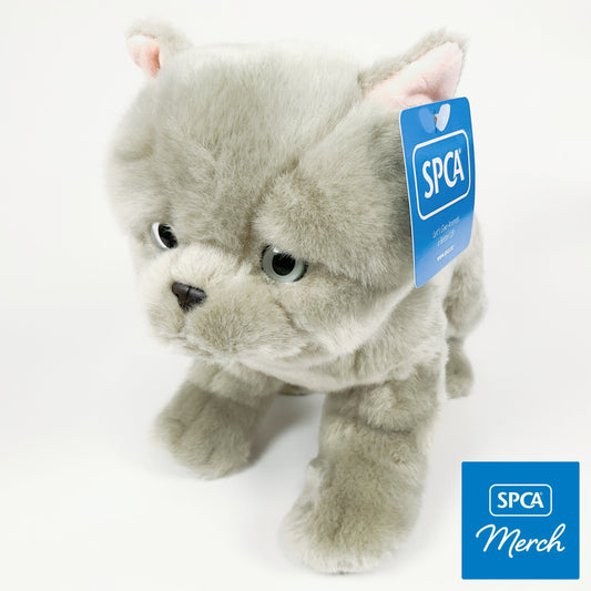 Spca - British Shorthair Cat Blue