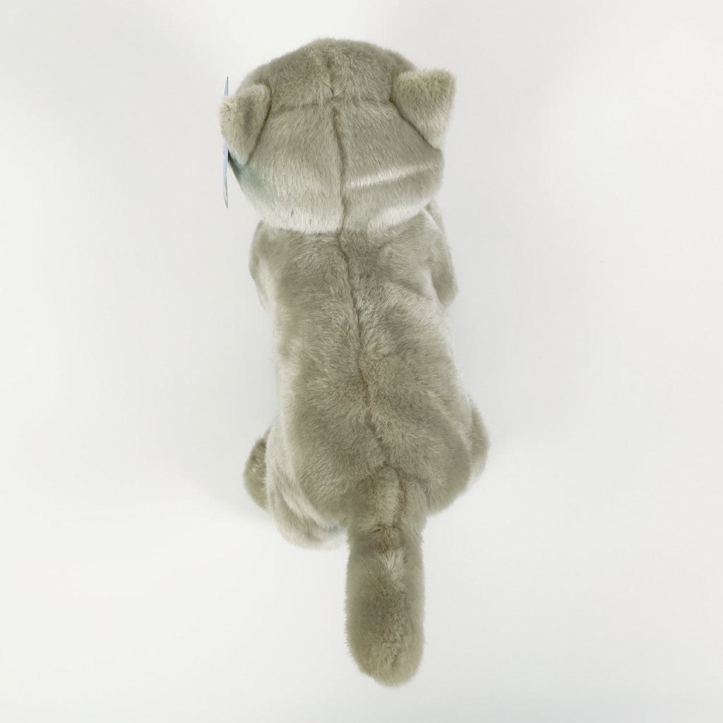 Spca - British Shorthair Cat Blue