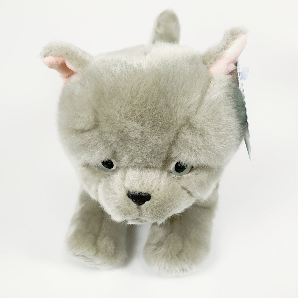 Spca - British Shorthair Cat Blue