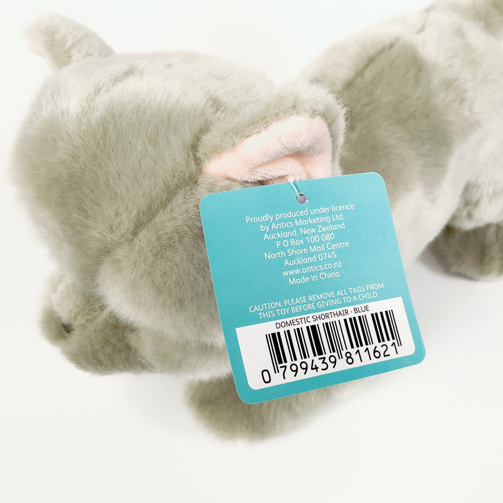 Spca - British Shorthair Cat Blue