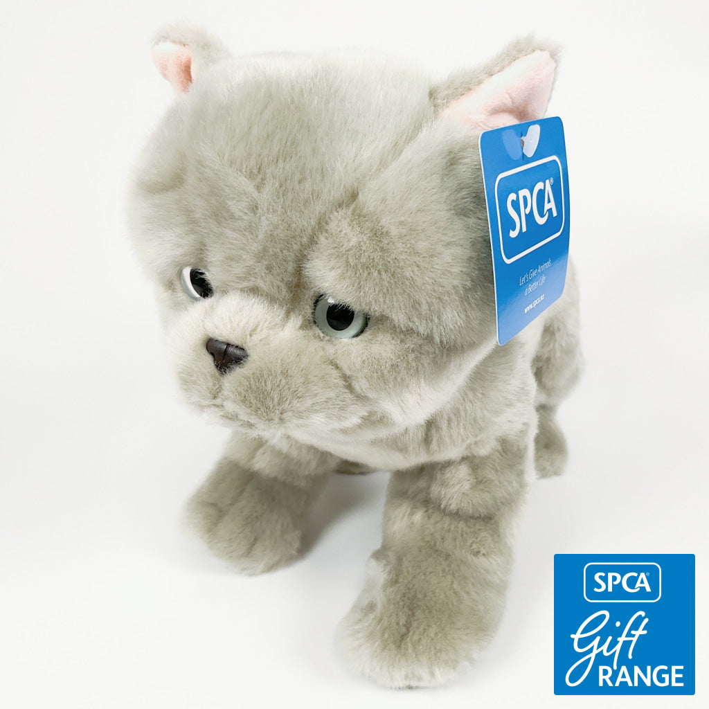 Spca - British Shorthair Cat Blue