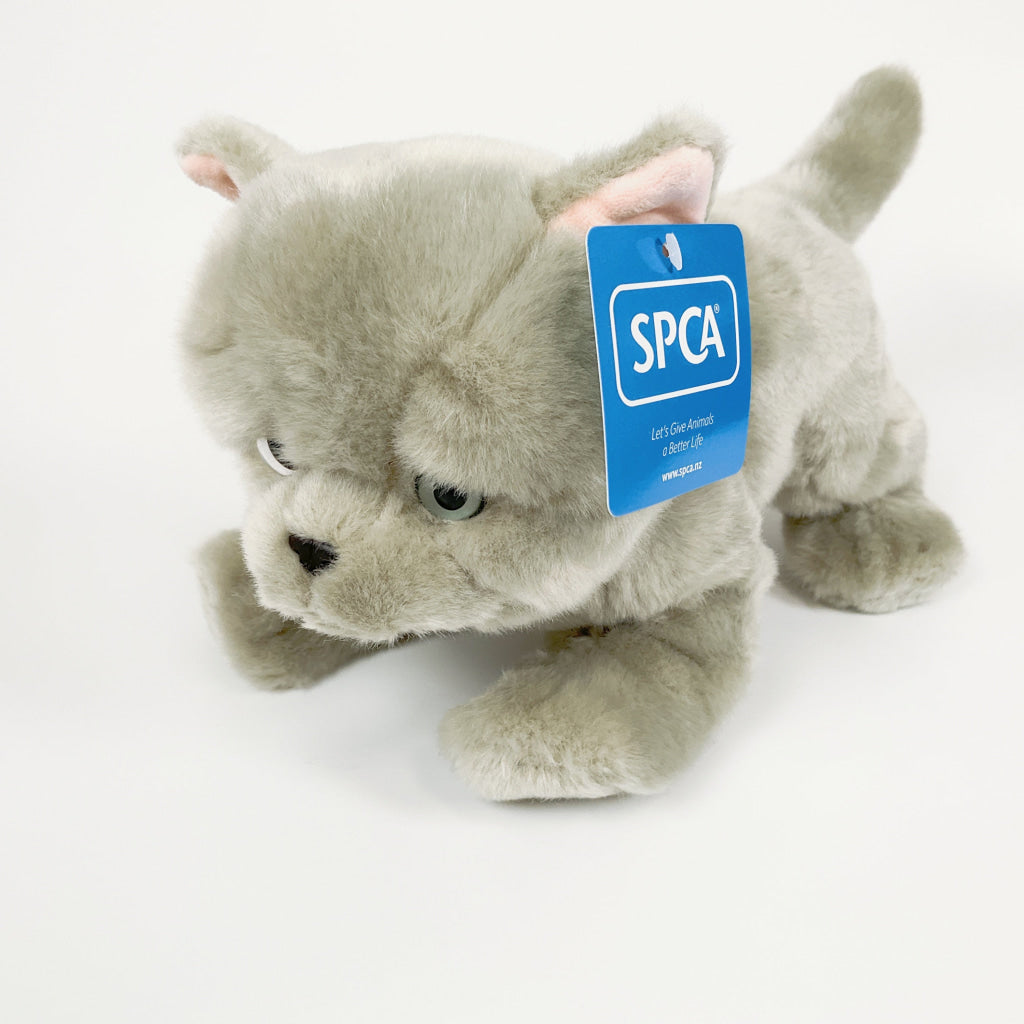 Spca - British Shorthair Cat Blue