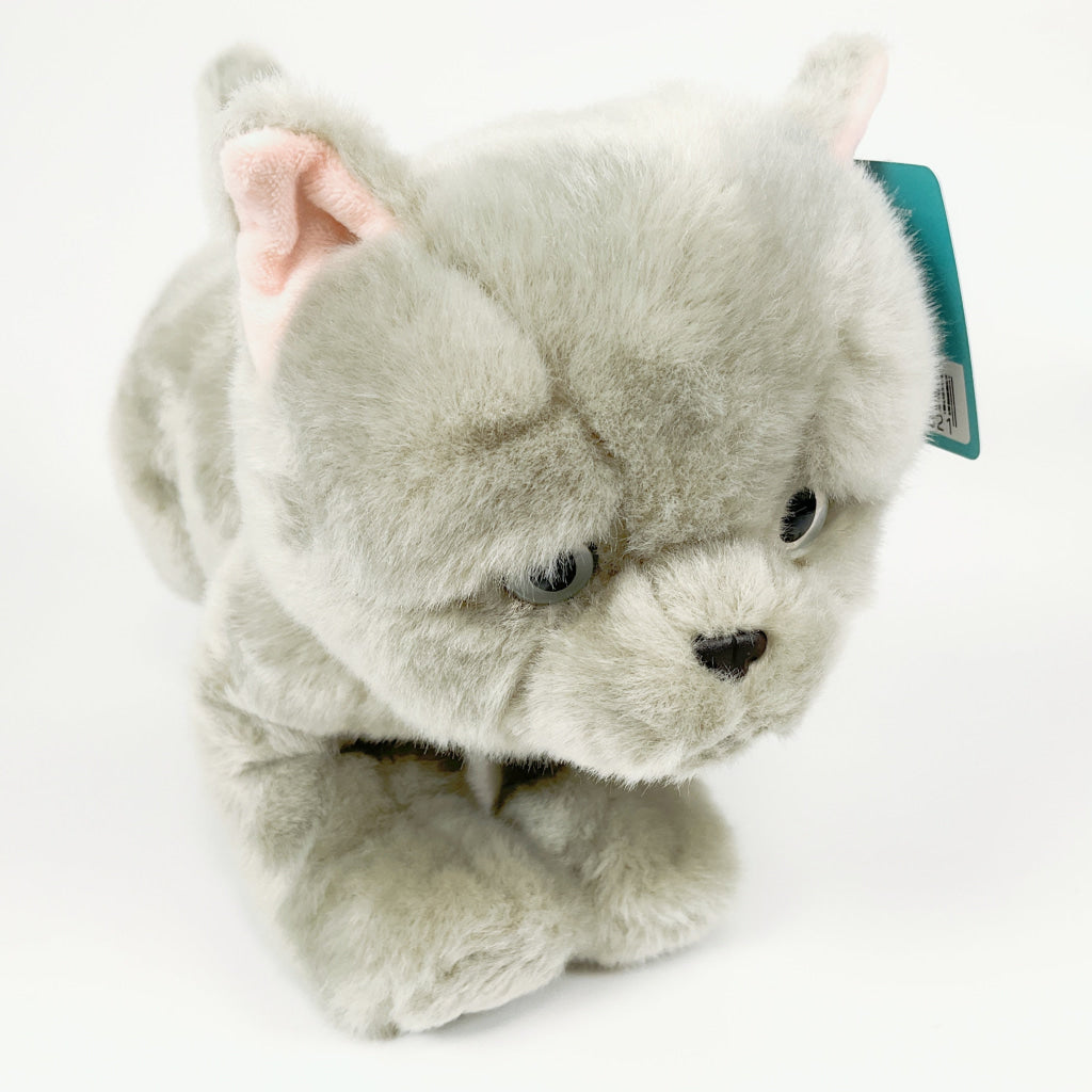 Spca - British Shorthair Cat Blue