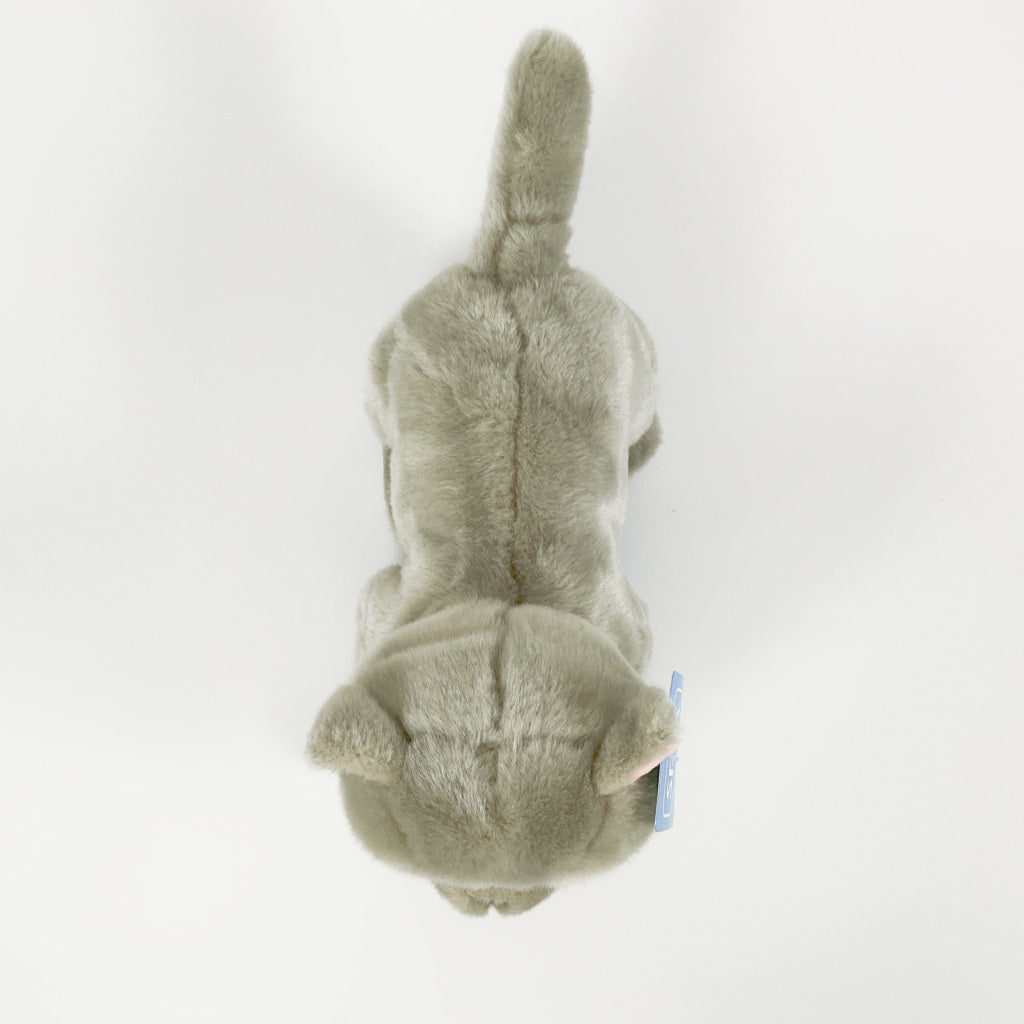 Spca - British Shorthair Cat Blue