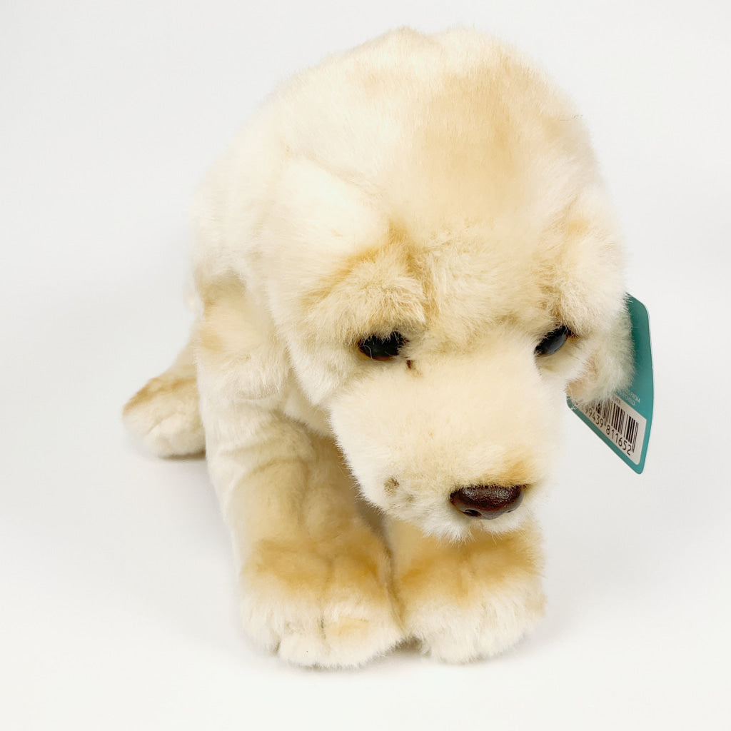 Spca - Golden Retriever Dog