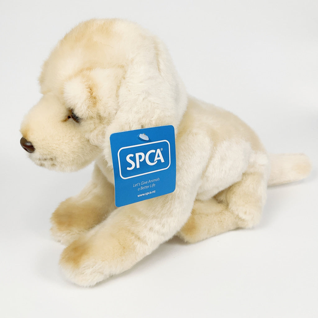 Spca - Golden Retriever Dog