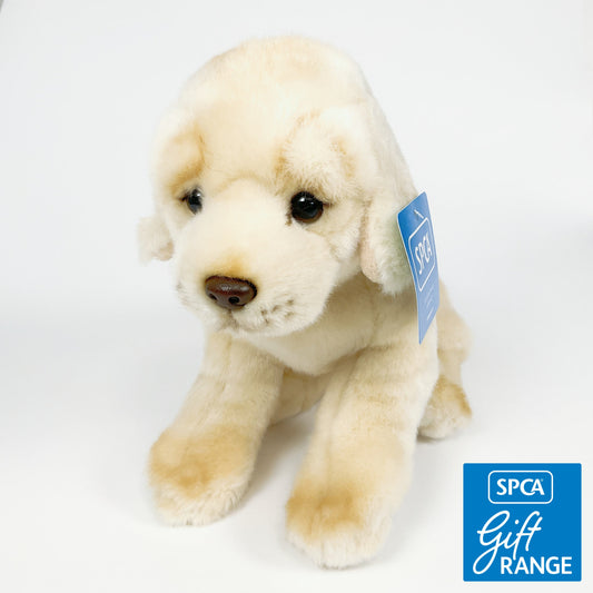 Spca - Golden Retriever Dog