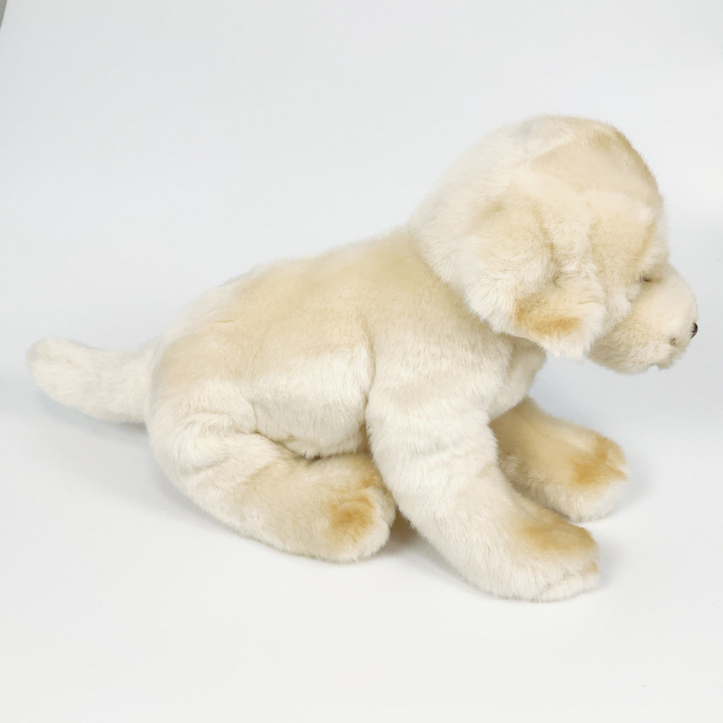 Spca - Golden Retriever Dog