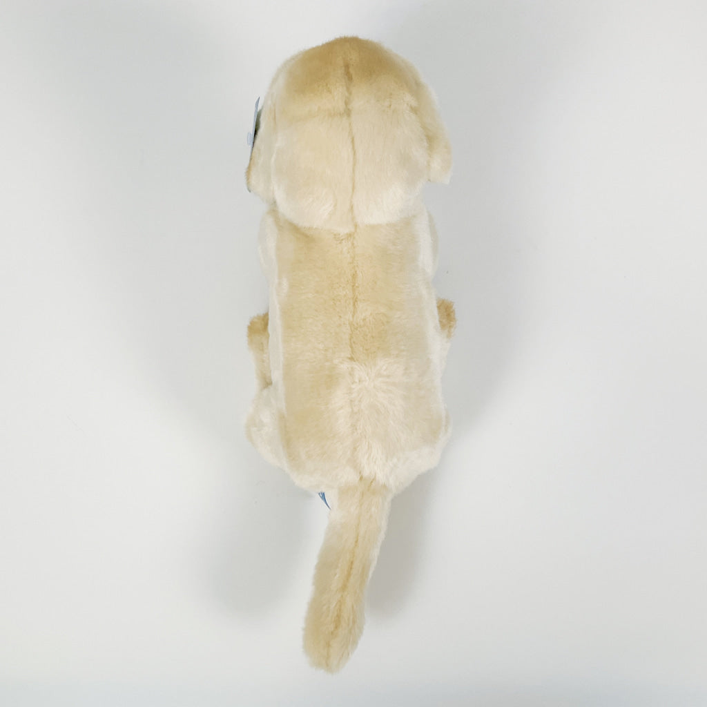 Spca - Golden Retriever Dog