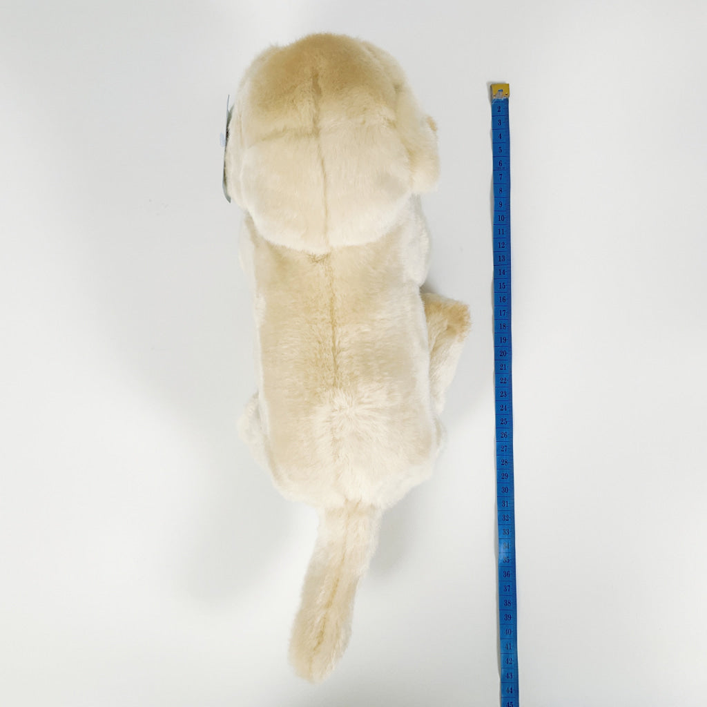 Spca - Golden Retriever Dog