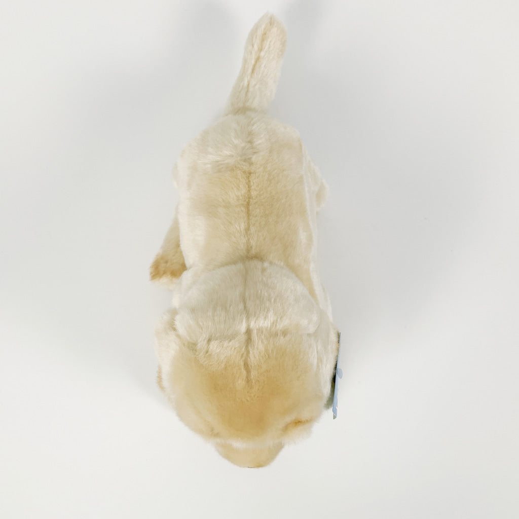 Spca - Golden Retriever Dog