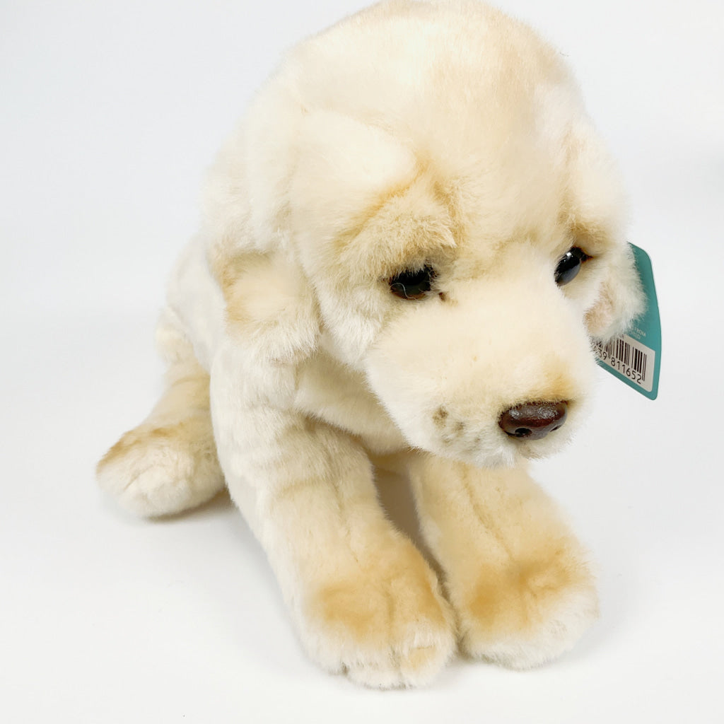 Spca - Golden Retriever Dog