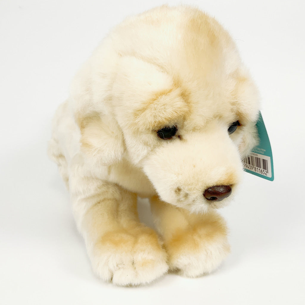 Spca - Golden Retriever Dog