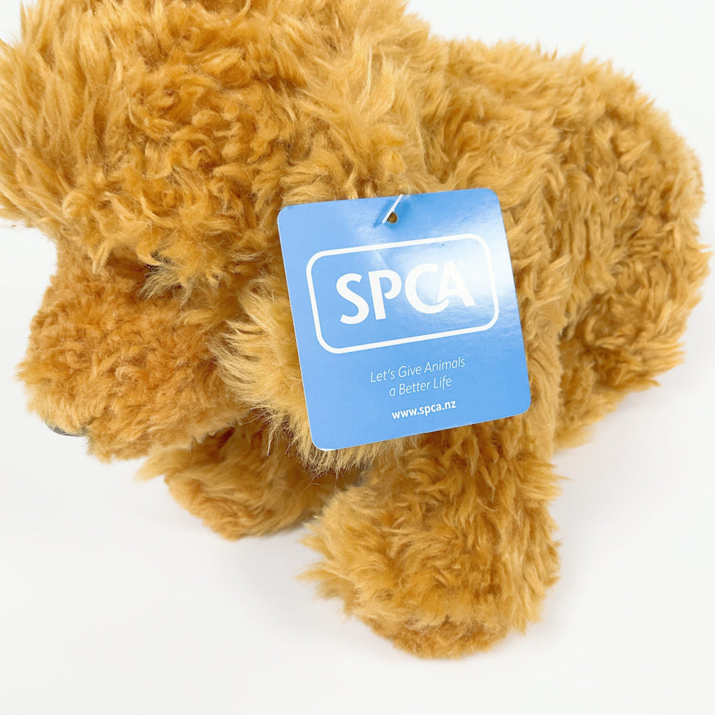 Spca - Labradoodle Dog