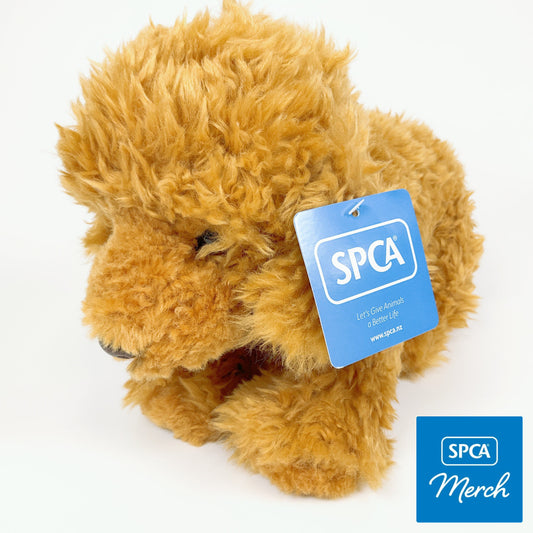 Spca - Labradoodle Dog
