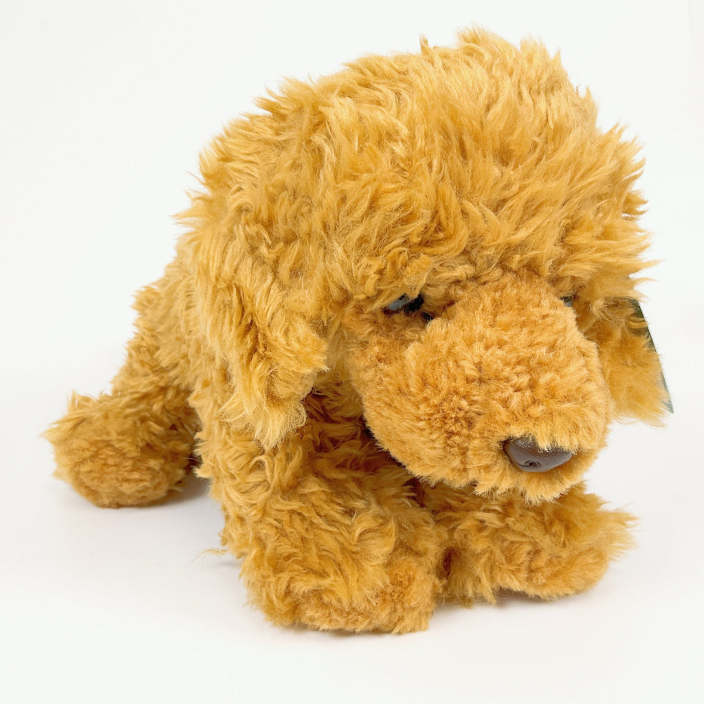 Spca - Labradoodle Dog