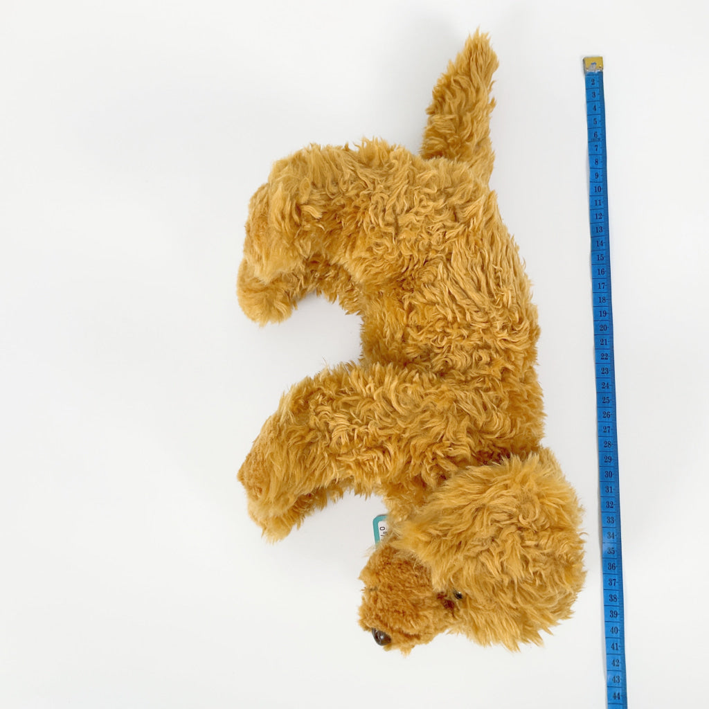 Spca - Labradoodle Dog