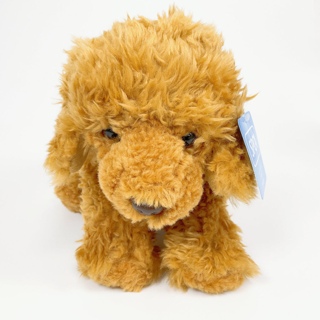 Spca - Labradoodle Dog