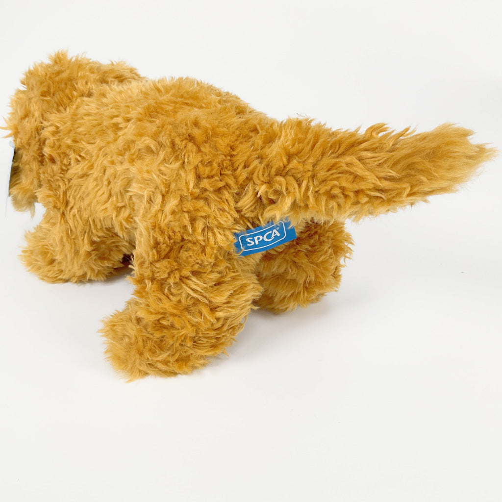 Spca - Labradoodle Dog