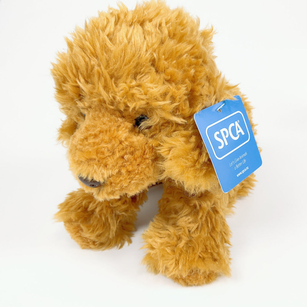 Spca - Labradoodle Dog