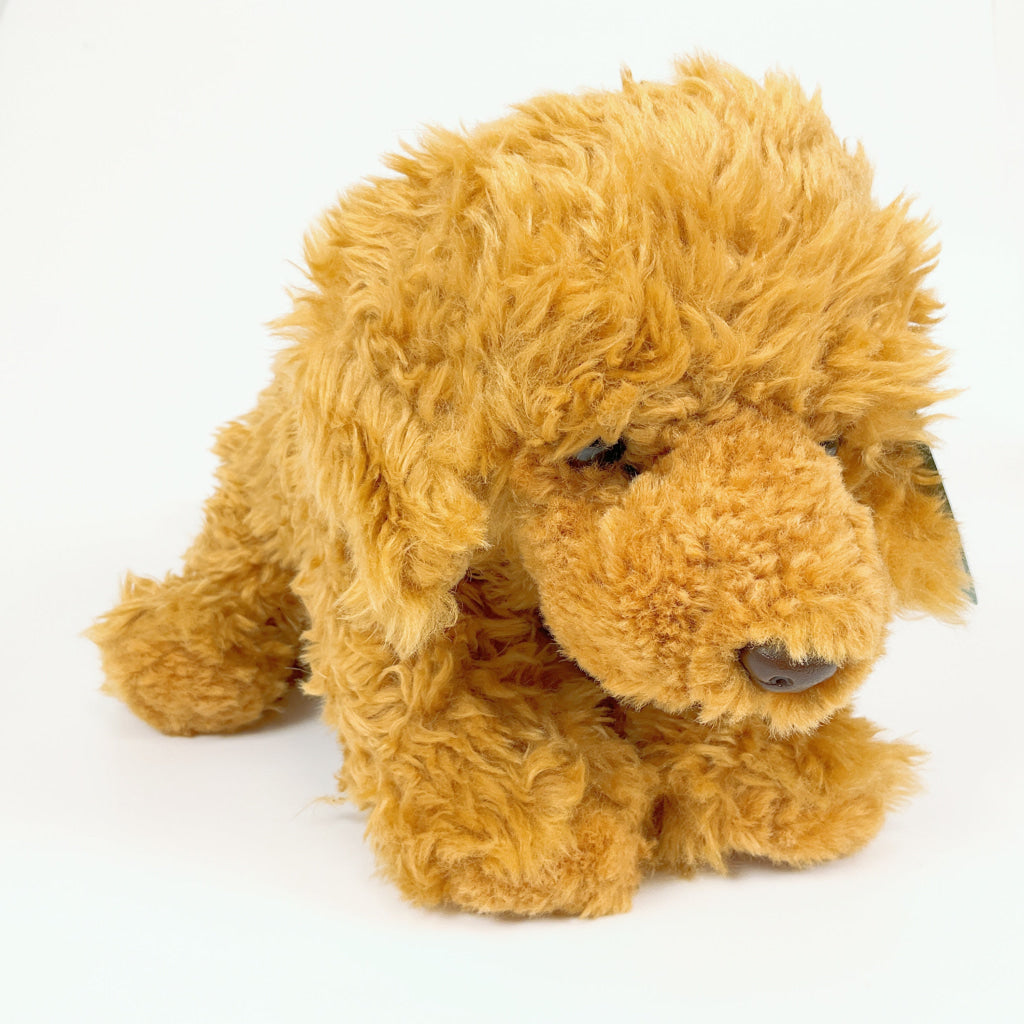 Spca - Labradoodle Dog